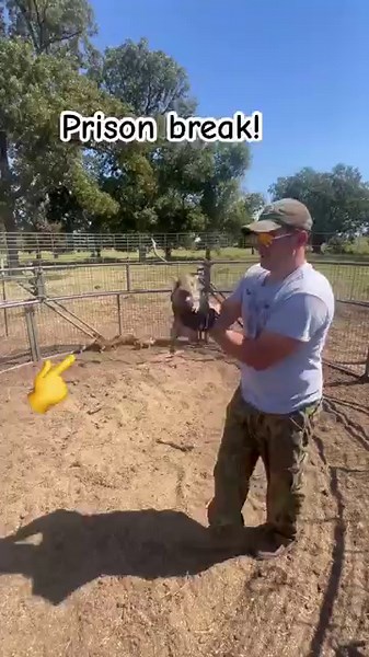 Squealing Baby Pig and the Prison Break.