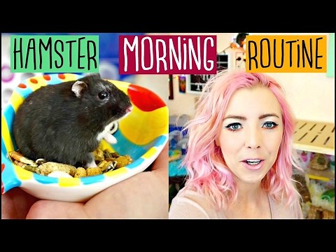 MORNING HAMSTER ROUTINE | How to take care of a Hamster during the day 🌤
