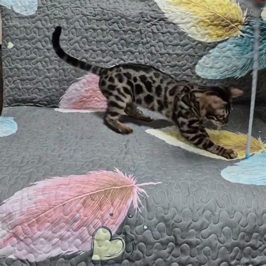 Eva Bengal Black Tabby Female