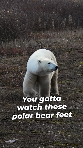 Here's 3 reasons why: 1: Polar bear feet are HUGE. Often referred to as "dinner plates" these massive paws seem clunky and large for the bear they are on. As ice frequenters, the big paws allow for their weight to be spread about further. 2: Polar bears walk pigeon toed. Their feet angle slightly in toward each other. They are planting Radeon, with heels on the ground, and the inward angle of their feet allows them to be stable yet agile. 3: The polar bear gait has the back feet stepping directl