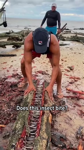 Does this insect bite people?#Science #popular #usa #insects | insects