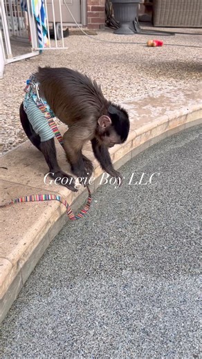 8.6K views · 384 reactions | #monkeyingaround #circus #monkeylove #nash #kane #journey#pooltime | Georgie Boy the Monkey | Facebook