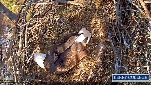 WATCH LIVE | Berry College bald eagle streaming cam