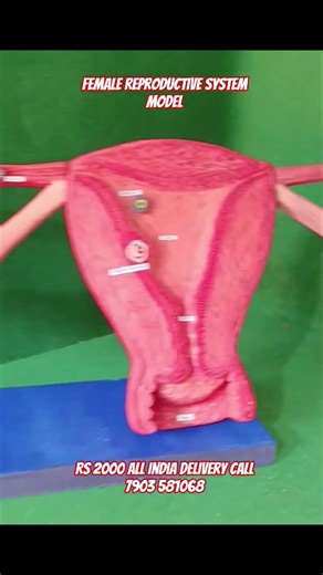 female reproductive system working model #schoolmodels #scienceprojects #cell #science