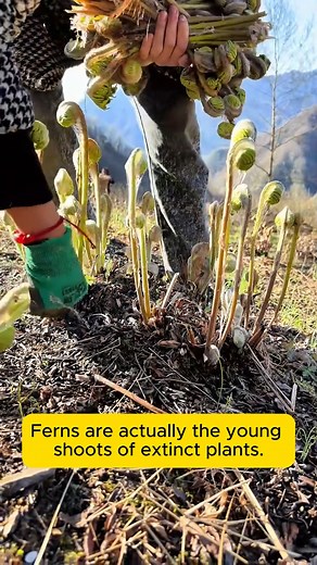 fiddlehead fern - violin head fern #gardenlove #gardendesign #gardenersofinstagram #gardenersworld #garden_styles | Garden Ideas