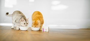 Porus One - how does it work in supporting cats kidney health