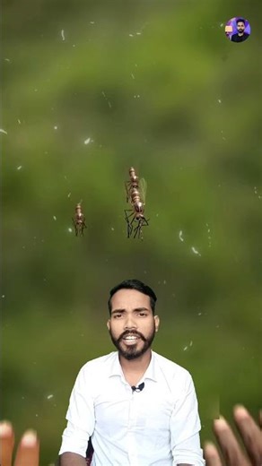 What Really Happens When a Mosquito Bites You?”