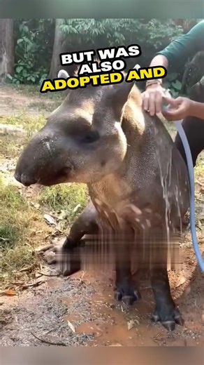 6.3K views · 523 reactions | Bulldozer Driver Rescues Baby Tapir, Forms Unlikely Bond#animals #nature #animal #wildlife #love #pets #cute #photography #pet #dog #naturephotography #dogs #wildlifephotography #animallovers #cats #cat #petsofinstagram #instagram #animalsofinstagram #dogsofinstagram #photooftheday #art #birds #animalphotography #instagood #catsofinstagram #petstagram #puppy #bird #of | Dark theoriss | Facebook