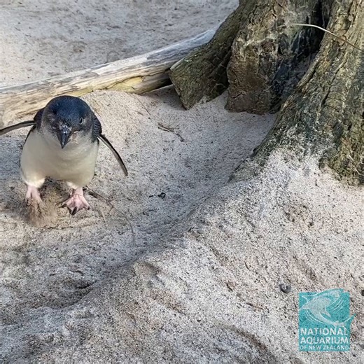 🐧 Eye, Captain 🐧 Captain was Penguin of the Year in 2020 and is a real gentleman. Captain’s kept a low profile this year, however we all know how he loves collecting sticks to decorate his burrow. Over the last few weeks he’s made a sterling effort extravagantly decorating his burrow with large pieces of driftwood. He lost his right eye in an altercation with another sea bird and must be fed from his left side. He and Flip are together and share a burrow. He is a good dad to Dave and is punctu