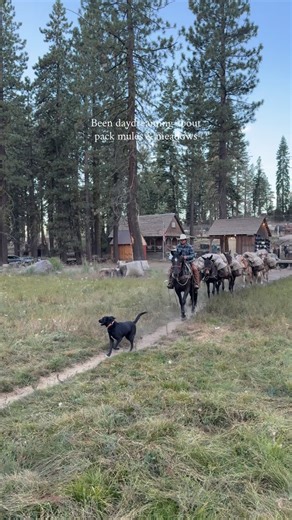 Wait all year long to see my favorite sight, pack mules riding through the meadow. With Aspen tucked under a blanket of snow, it’ll be waiting until next season for our next backcountry adventure🧡 | Aspen Meadow Pack Station