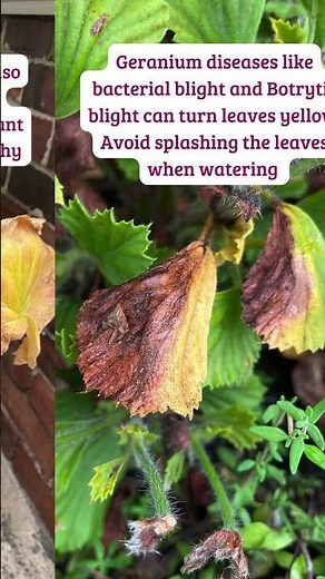3 Reasons Why Your Geranium Leaves May Be Turning Yellow #shorts #geranium #gardeningtips