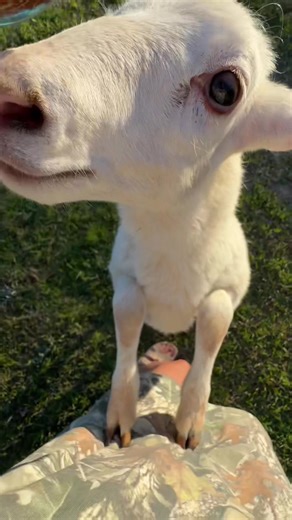 Sunday Evening Routine with Farm Animals