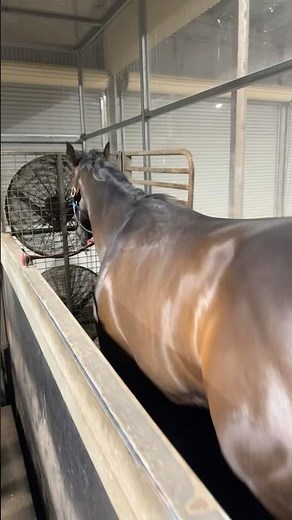 Racehorse Trotting on Treadmill 🐎 | Hypoxic Chamber Recovery Session