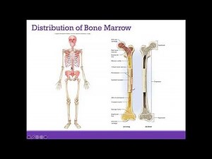 AP1 Online | Chapter 7: Bone Tissue