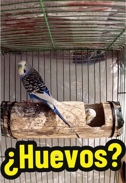 Primavera y periquitos: Preparativos para la nidificación