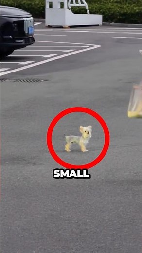 Tiny Abandoned Puppy Gets Rescued… and Can’t Stop Smiling 🥹❤️