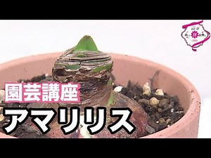 【園芸講座】アマリリス 放映中 FLOWER-INN OOTSUKI