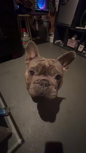 Macht diesen Trend mit eurem Frenchie jetzt!
