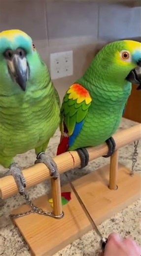 PARROT SNITCHES on His Friend and PUSHES Him Off the Perch! 🤣 The Ultimate Betrayal