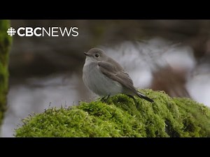 Birders flock to Vancouver beach to see rare bird native to Russia