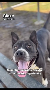BLAZE (1202411) Male, 3 years old, 70 pounds, Homeless since 5/13/24 LOVE him! 😍 ⭐️ strong on leash ⭐️ energetic ⭐️ playful ⭐️ loving and affectionate ⭐️ enjoys fetch (well, chase…) ⭐️ cutest speckled paws ⭐️ social, friendly and playful with other dogs ⭐️ such a happy soul ⭐️ beautiful boy! ADOPT - 3951 Fruitvale Avenue / Mon-Sat 10a-4p, Wed 2p-7p FOSTER - dogfoster@kerncounty.com / 661-868-7130 RESCUE - rescue@kerncounty.com / 661-549-4355 QUESTIONS - animalservices@kerncounty.com / 661-868-7