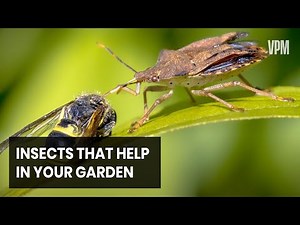 Safely Stop Pests in Your Vegetable Garden