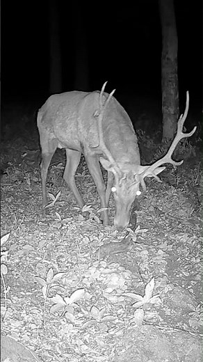 "Deer at Night: Rare Footage You Have to See!" #wildlife #animals #deer #nature
