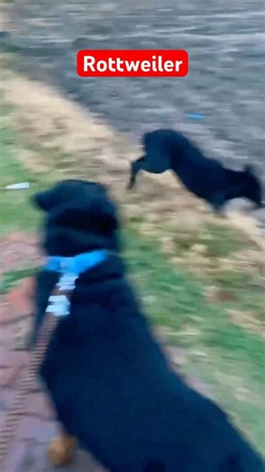 #rottweiler #rottweilerpuppy