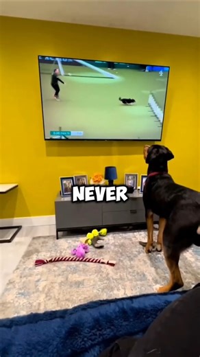 Dogs Watching TV Gone Wrong! 🐶📺😂#shorts #dog