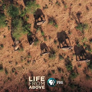 Discover an amazing view of our planet as you've never seen it before. New series #LifeFromAbovePBS premieres tonight at 10/9c. | PBS