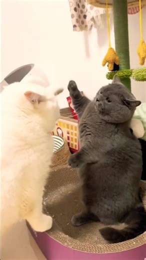 Cute Fight Between Two Cats🐈🐈 Fight Between Kittens🐱🐱 #cats #kitten #pets #animals #viral