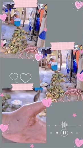 day 6 | My Hydroponics Journey