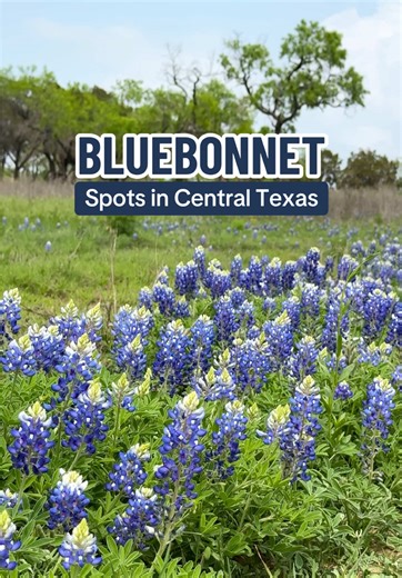Where to See Bluebonnets in Central Texas This April
