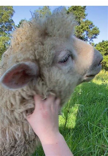 Top 5 best sheep moments! Number 5 won’t shock you 😂🤭 #sheepoftiktok #farmlife #farmtok #cuteanimals #nz