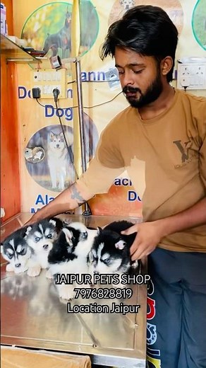 BEST PET SHOP YOUR TOWN