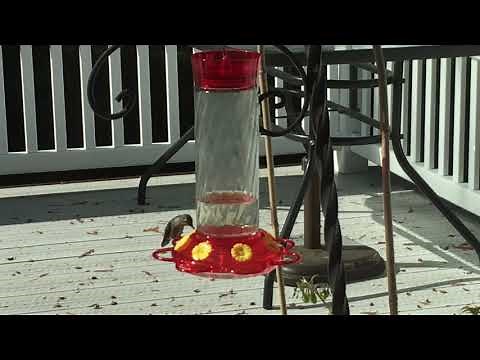 DIY Sugar Water for Hummingbirds