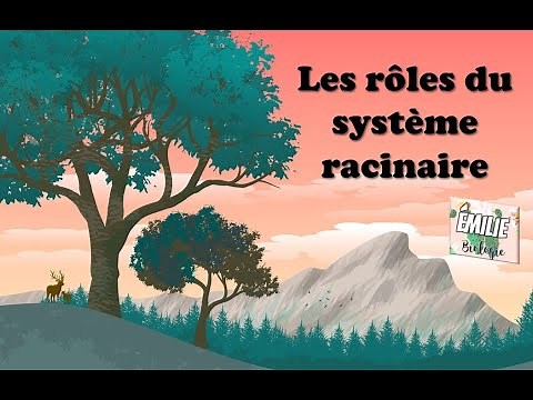 Les rôles du système racinaire pour un végétal