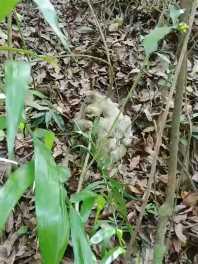 The Sloth Institute on Instagram: "When sloths take “Boxing Day” too literally. 🥊 While doing our daily research tracking sweep, Robin came across two male three fingered sloths engaged in a heated duel. They had fallen to the ground and were wrestling and screaming. Worried about injuries we did exams on them both. Luckily both were very healthy just with a few scrapes on their noses and some bites on their hands. After cleaning up their minor battle wounds we released them back where they wer