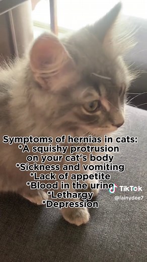 Understanding Hernias in Cats and Kittens