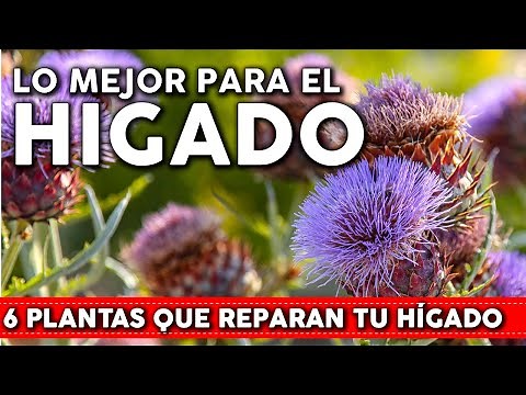 6 Plantas que reparan el HÍGADO de forma natural - Cómo usarlas y cómo cultivarlas en tu jardín