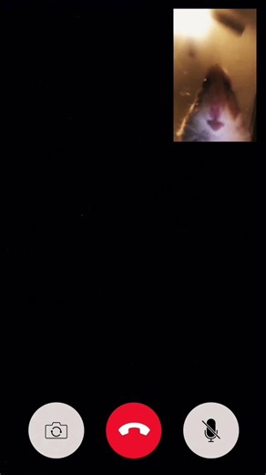 Hamster Calling Gone wrong #funny #animals #memes