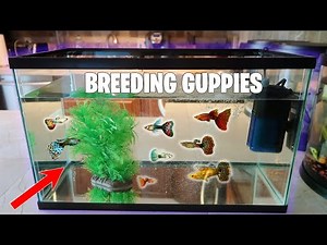The *BEST* 10 Gallon Guppy Breeding Tank Setup!