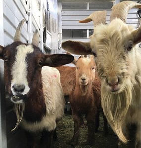 What happens when the County of San Diego Department of Animal Services retrieves 52 underfed and malnourished goats from a property? Our officers go through how they examine rescued animals and get them back to good condition. You can read more about this specific case on County News Center: http://www.countynewscenter.com/dead-goats-found-52-more-rescued-in-jamul/ | County of San Diego - Government