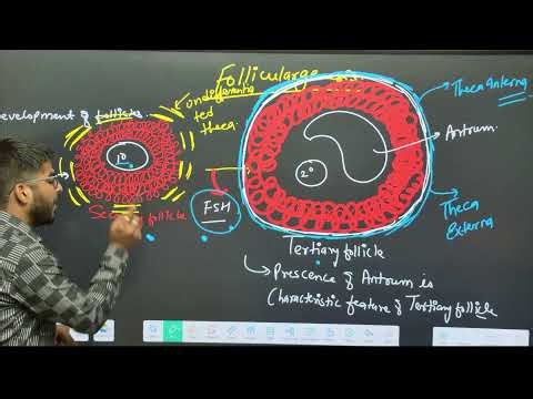HUMAN REPRODUCTION - BIOLOGY LECTURE - CLASS 12