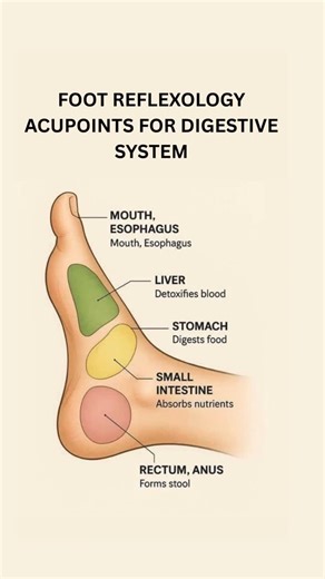 Dr. Aadil Khan on Instagram: "This foot reflexology chart highlights key points linked to the digestive system, helping to naturally support better digestion, detoxification, and nutrient absorption. Regular stimulation of these points may promote smoother digestion, liver detox, and healthy bowel movements, aiding overall gut health and well-being. #acupuncture #acupressure #reels #footreflexology #digestivesystem #acupuncturistaadilkhan"