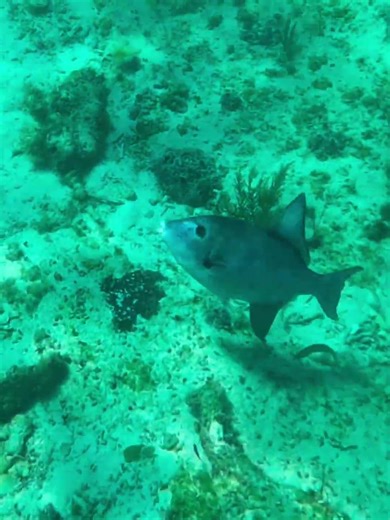 Triggerfish, Pez Ballesta, in coral reef area in Caribe Mexico #triggerfish #pezballesta #coralreef