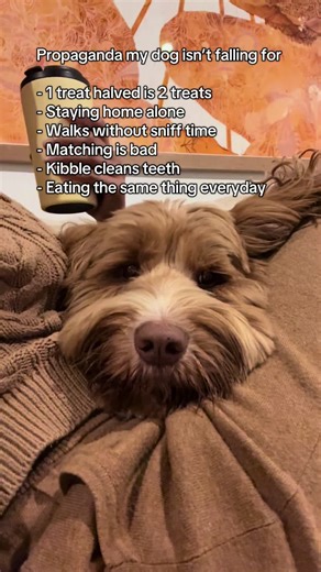 The man knows what he wants and we are still negotiating terms around being home alone 🤷🏽‍♀️ #dog #labradoodle #dogtok #dogmom