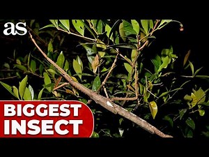 World’s LARGEST INSECT discovered in AUSTRALIA: it’s absolutely TERRIFYING