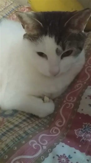 트릿은 싫어요 #하트냥흰둥이 #이흰둥