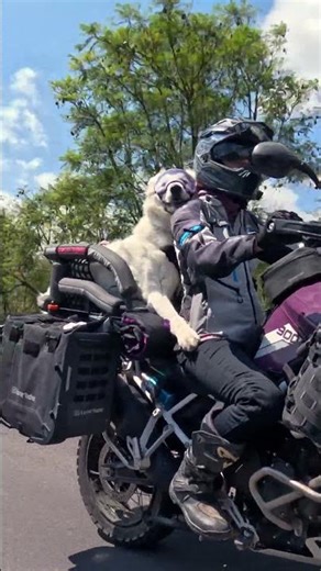 This is what thriving looks like! #motodog #bikerdog #sherides